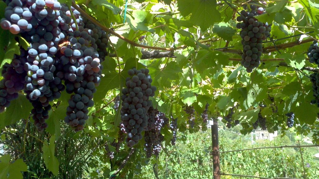 grapes, grapevine, agricultural-317258.jpg